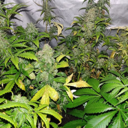 Sweet Trainwreck Auto