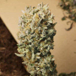 Tropicanna Poison F1 Fast...