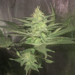 White Diesel Haze Automatic