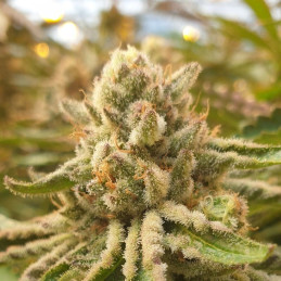 Afghan Kush Early Harvest