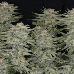 South African Kwazulu