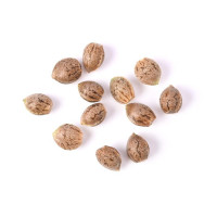 Soorten Wietzaden - BestCannabisSeeds.nl
