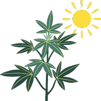 Wietzaden Voor Buitenkweek