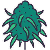 Wietzaden Met Een Hoge Opbrengst