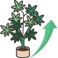 Snelst Groeiende Wietzaden
