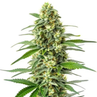 Afghan – iconische wietsoorten ideaal voor ontspanning