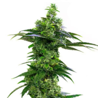 Amnesia – legendarische cannabissoort met Sativa-dominantie