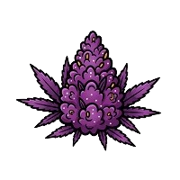 Paarse Cannabissoorten