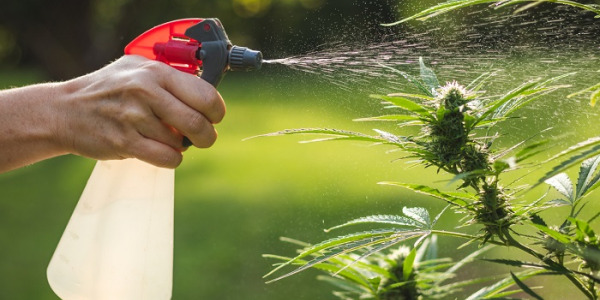 Wat zijn de beste meststoffen voor wiet?