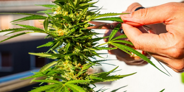 Wanneer moet je cannabisplanten oogsten?