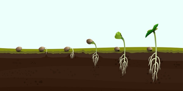 Hoe ontkiem je wietzaadjes? Complete handleiding